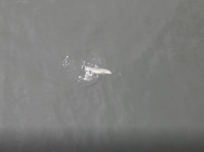 Birds eye view of dolphin swimming in the water below